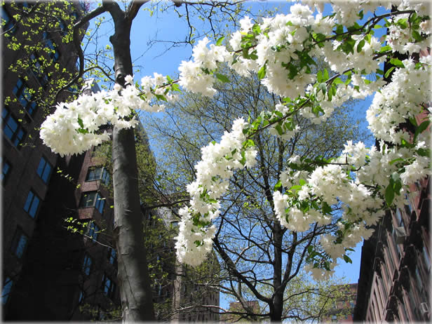 Spring on 94th Street, NYC. Photo by Priya Kale