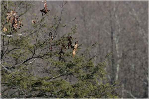 Forest in winter, Shawangunk Ridge, New York State. Photo by Eric Francis.