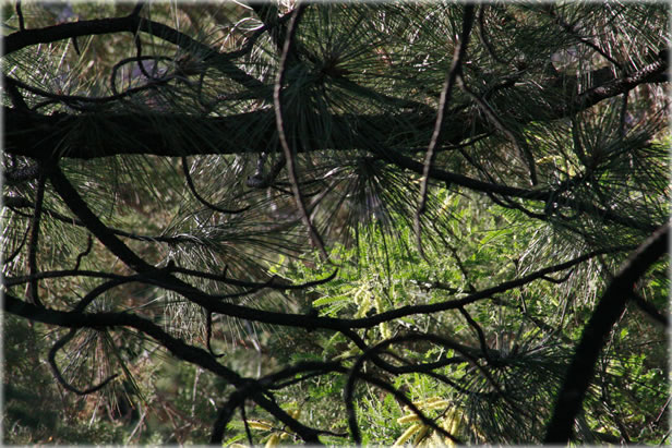 Evergreen trees, American southwest. Photo by Eric Francis.