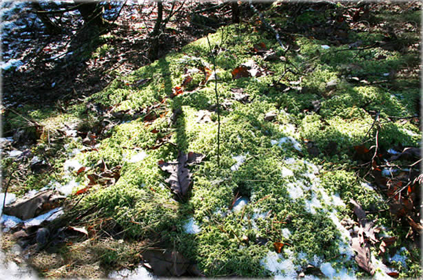 Forest floor, the Grandmother Land, near New Paltz, New York. Photo by Eric Francis.