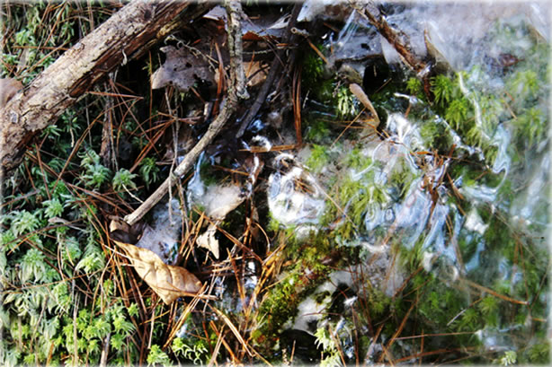 Frozen forest in late winter, near New Paltz, New York (in the Clove Valley), far from the contamination on the campus. Photo by Eric Francis.