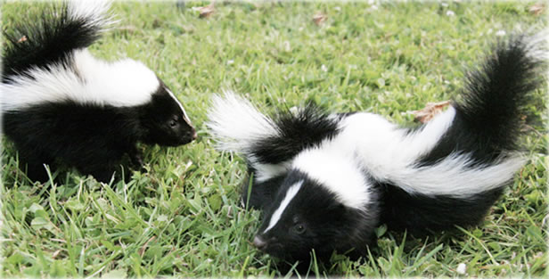 Skunk Medicine: The Truth About Money & Horoscopes