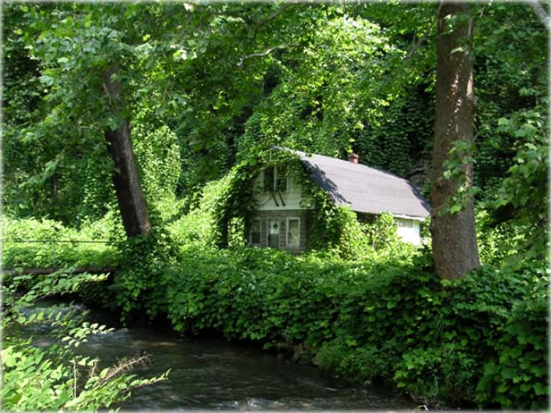 The deceptively harmless creep of kudzu. Photo courtesy of Bridge the Chasm.